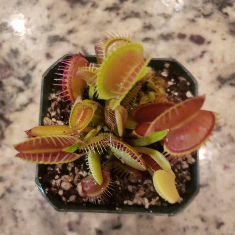 plant image 1144379
