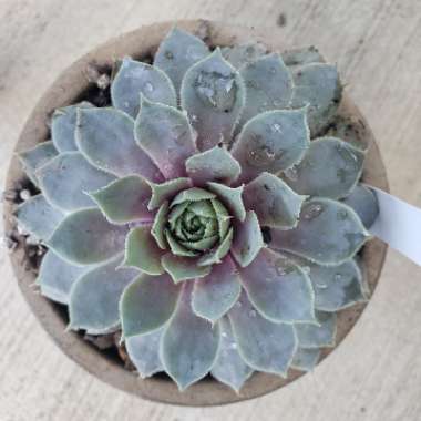 Sempervivum Pacific Blue Ice