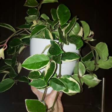 Hoya Carnosa Variegata