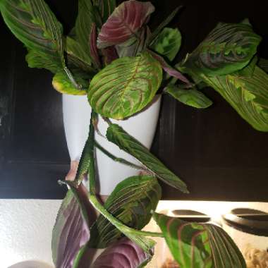 Maranta Leuconeura Var. Erythroneura