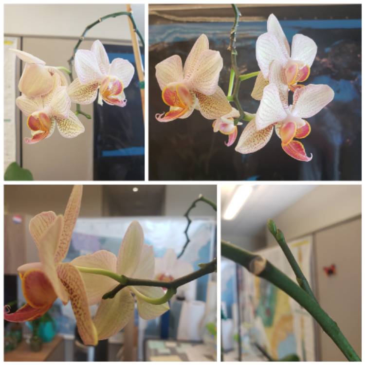 plant image 1154880