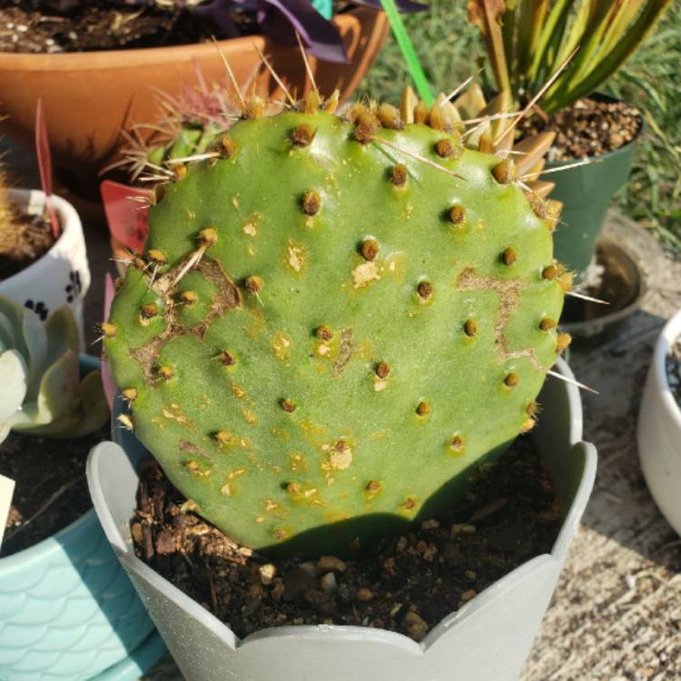plant image 1161318