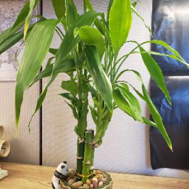 Dracaena Sanderiana