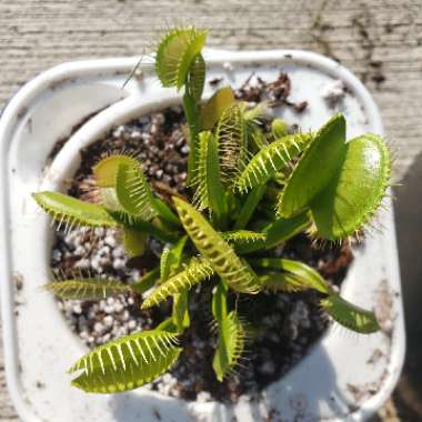 Dionaea muscipula