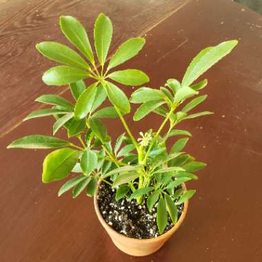 Schefflera arboricola