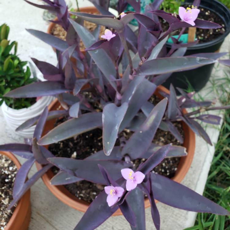 plant image 1173188 plant image 1173188