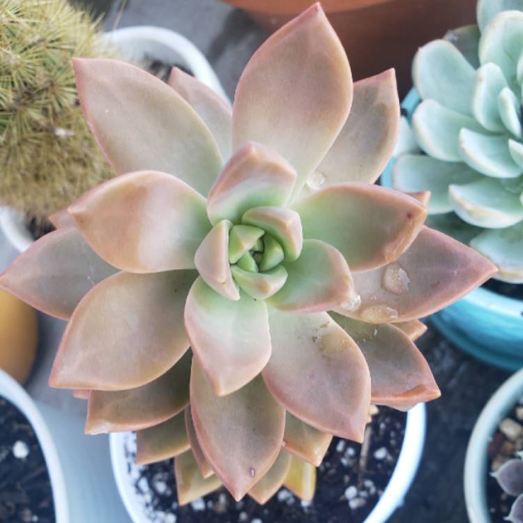 plant image 1188466