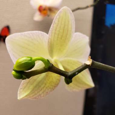 Phalaenopsis 'Leningrad'