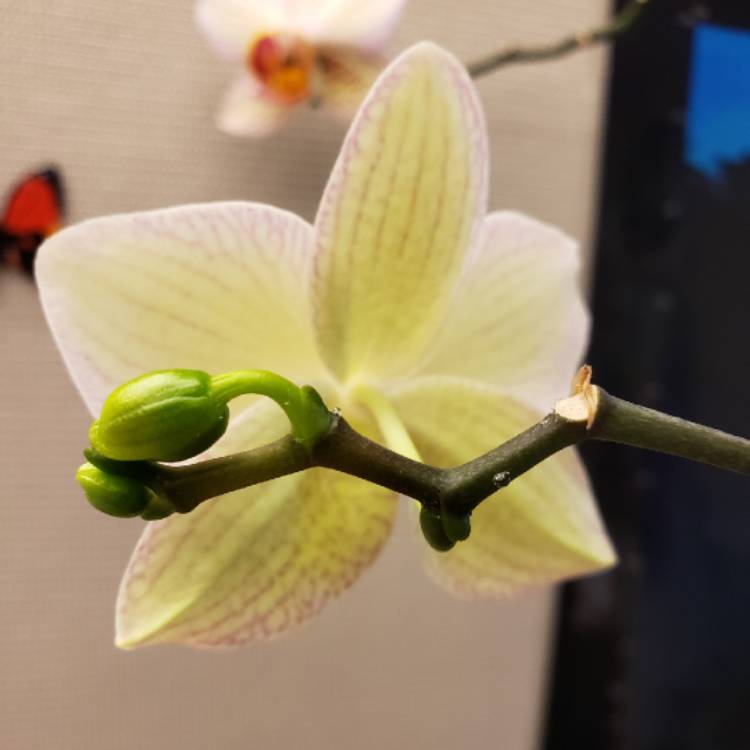 plant image 1195316