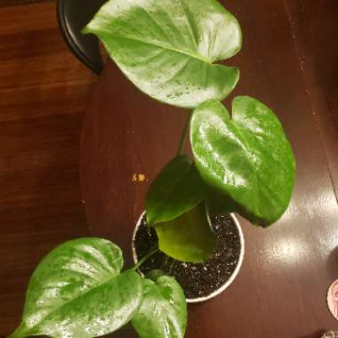 Monstera deliciosa