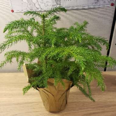 Araucaria heterophylla