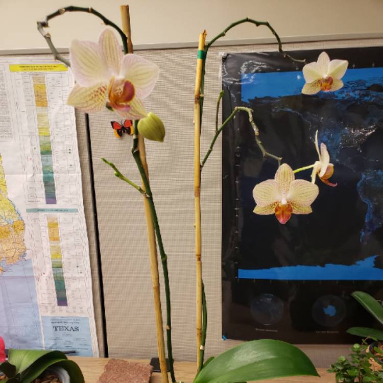 plant image 1208814
