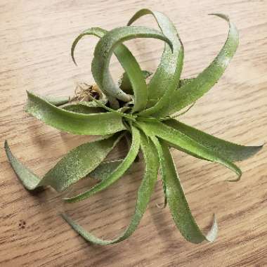 Tillandsia velutina