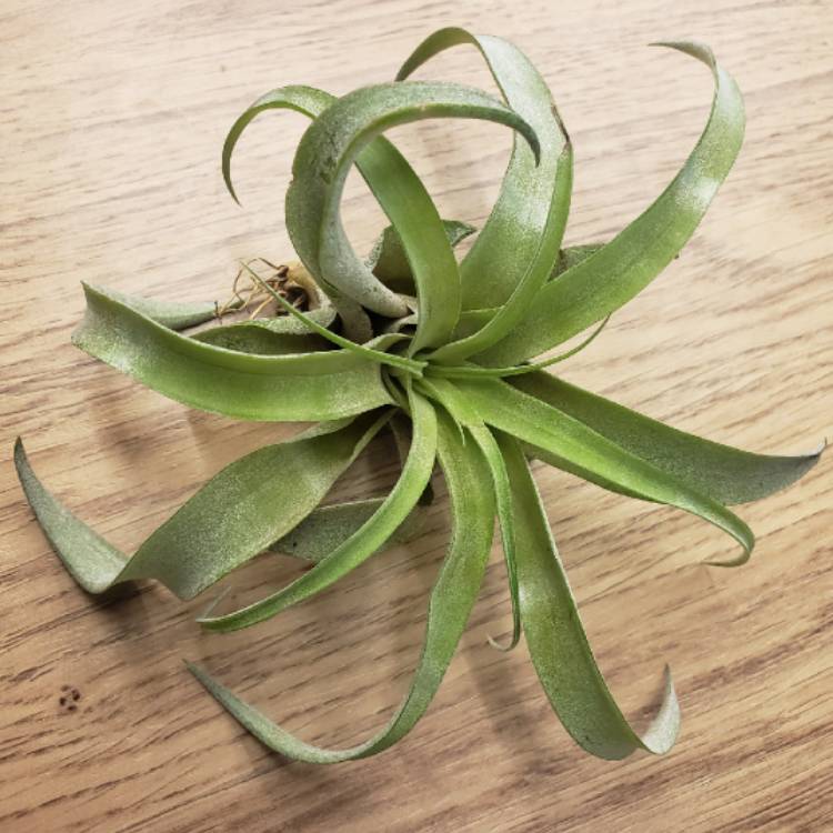 Plant image Tillandsia velutina