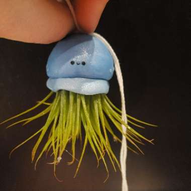 Tillandsia