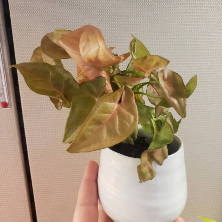 plant image 1210278
