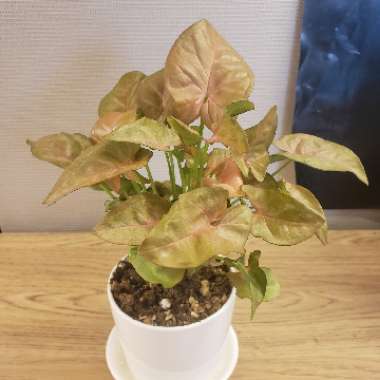 Syngonium Podophyllum 'Coral' 