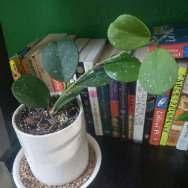 Hoya Obovata