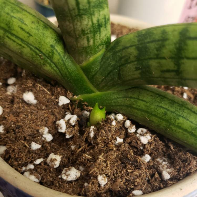 Plant image Sansevieria cylindrica 'Boncel'