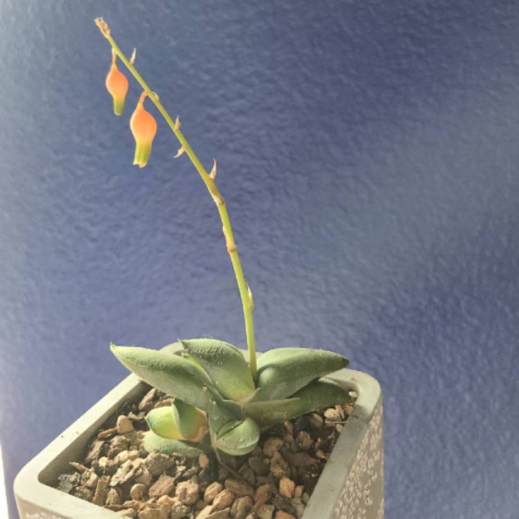 Plant image Gasteria Glomerata