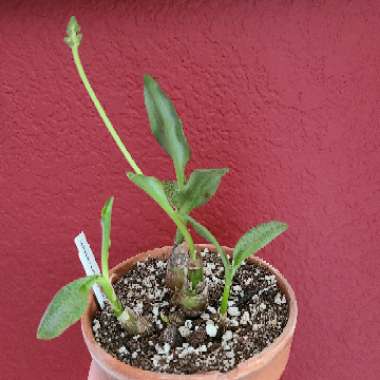 Ledebouria pauciflora