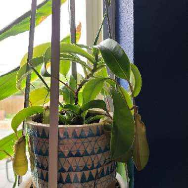 Nepenthes x Deroose Alata