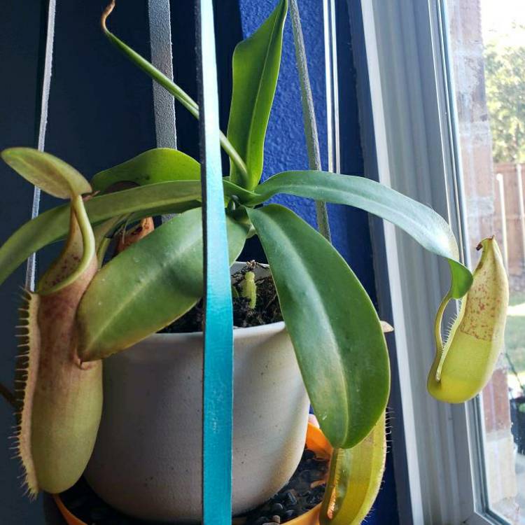 Plant image Nepenthes Sanguinea