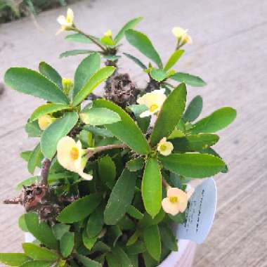 Euphorbia milii 'Creme Supreme'