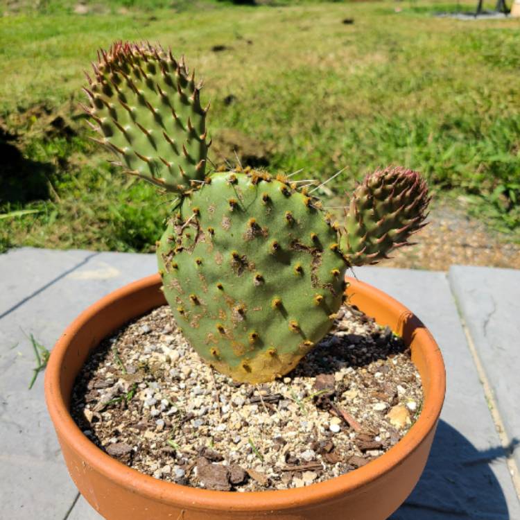 plant image 1265261