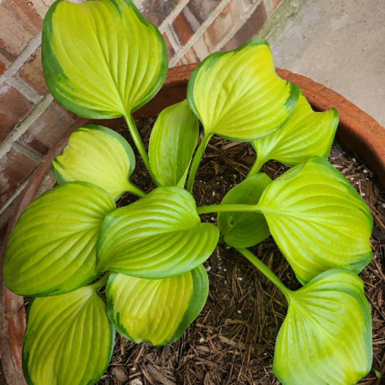 plant image 1270034 plant image 1270034