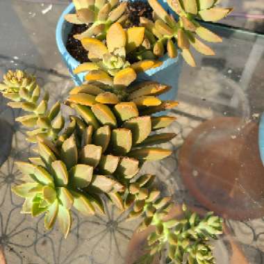 x Graptosedum California Sunset