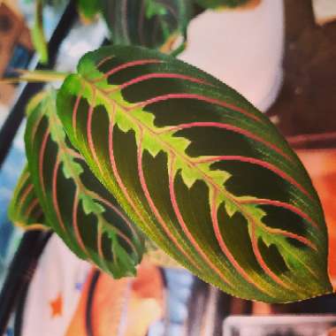 Maranta Leuconeura Var. Erythroneura
