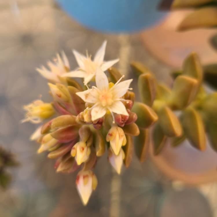 plant image 1320293