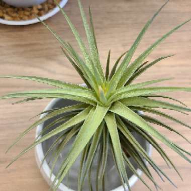 Tillandsia aeranthos