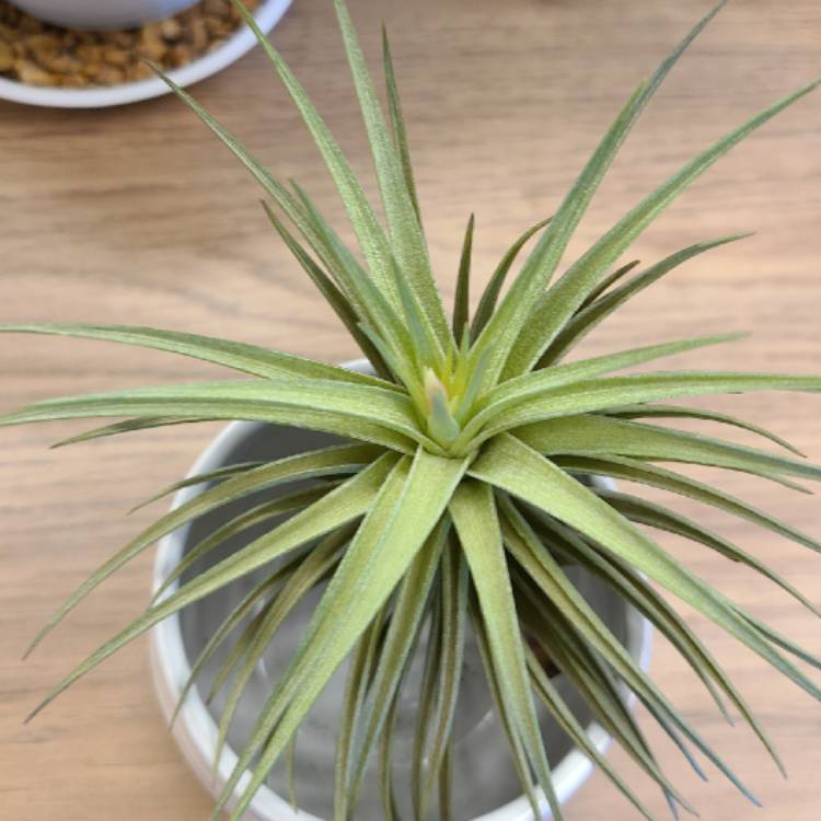 plant image 1321657