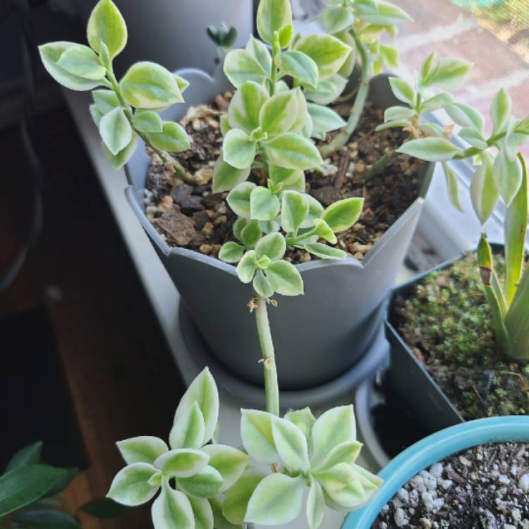 Plant image Aptenia cordifolia variegata 'Crystal'
