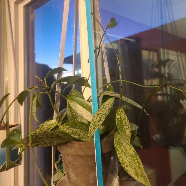 Plant image Hoya Pubicalyx