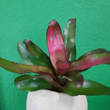Neoregelia 'Magali'