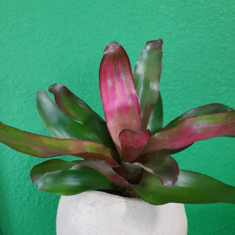 Plant image Neoregelia 'Magali'