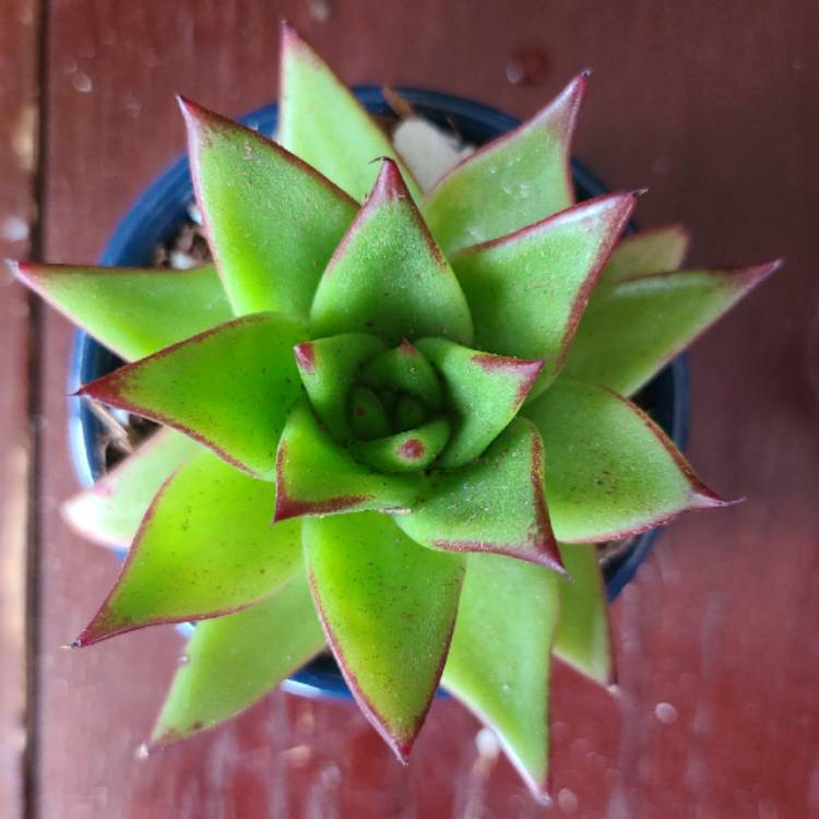 Plant image Echeveria Agavoides Ebony