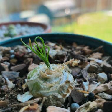 Albuca spiralis 'Frizzle Sizzle'