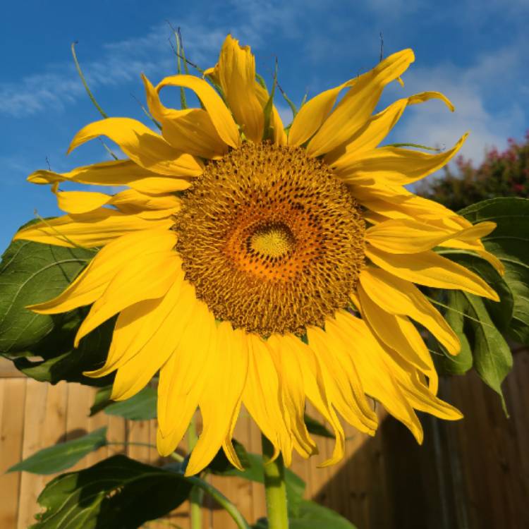 Plant image Helianthus annuus 'girasol'