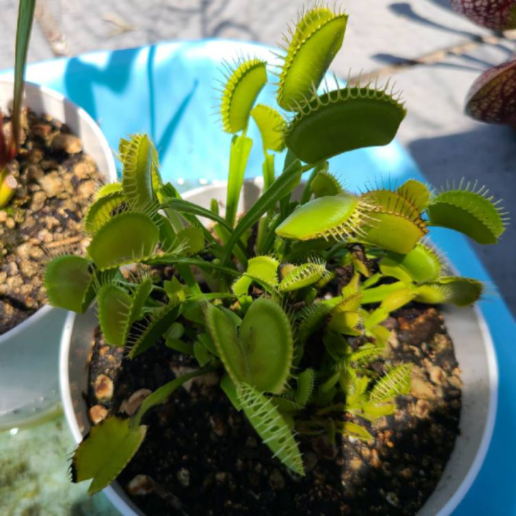 plant image 1372324