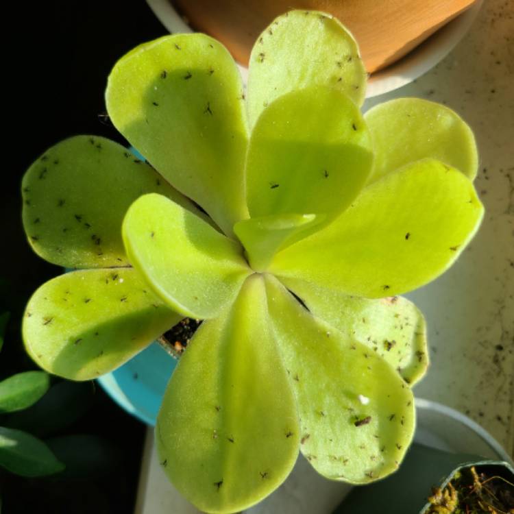 plant image 1374411