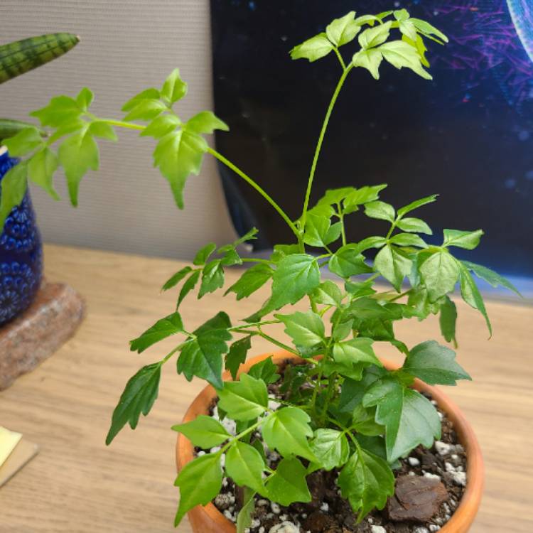 Plant image Radermachera Sinica