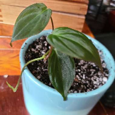 Philodendron micans