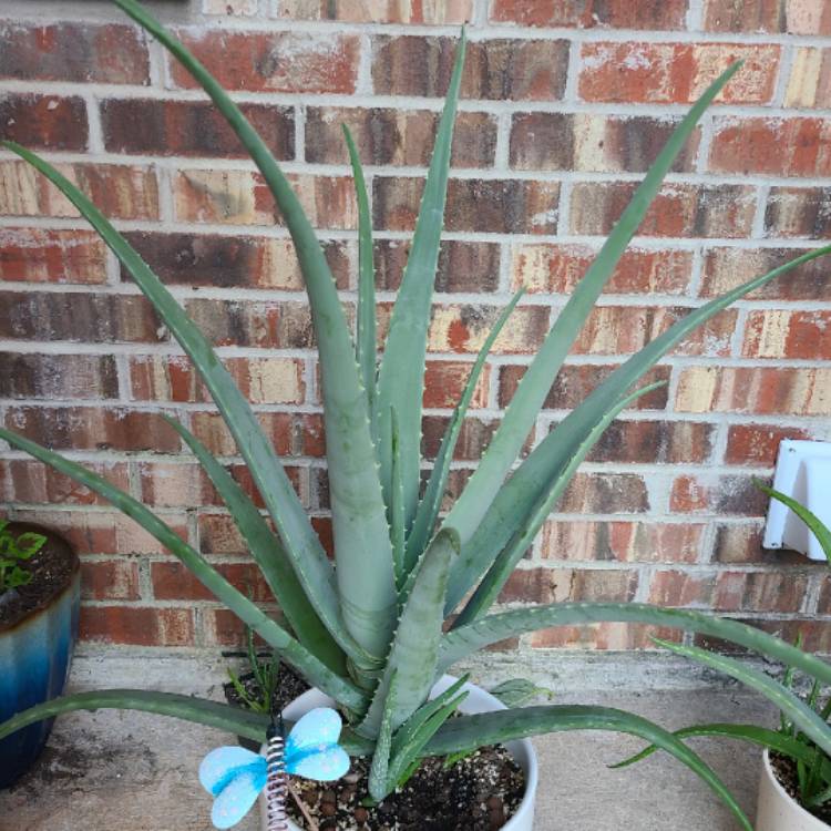 plant image 1388282 plant image 1388282