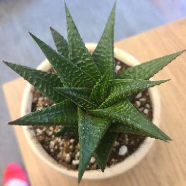 Haworthiopsis limifolia syn. Haworthia limifolia