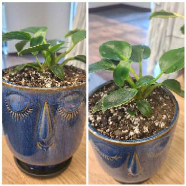 Philodendron Birkin