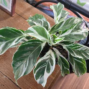 Calathea White Fusion